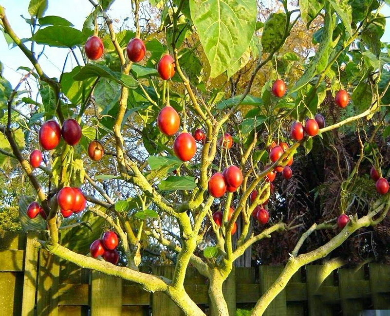 Ταμαρίλλο / Tamarillo δεντροντομάτα - 60-80 σπόροι
