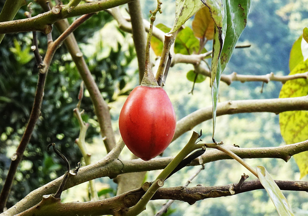 Ταμαρίλλο / Tamarillo δεντροντομάτα - 60-80 σπόροι - Image 4