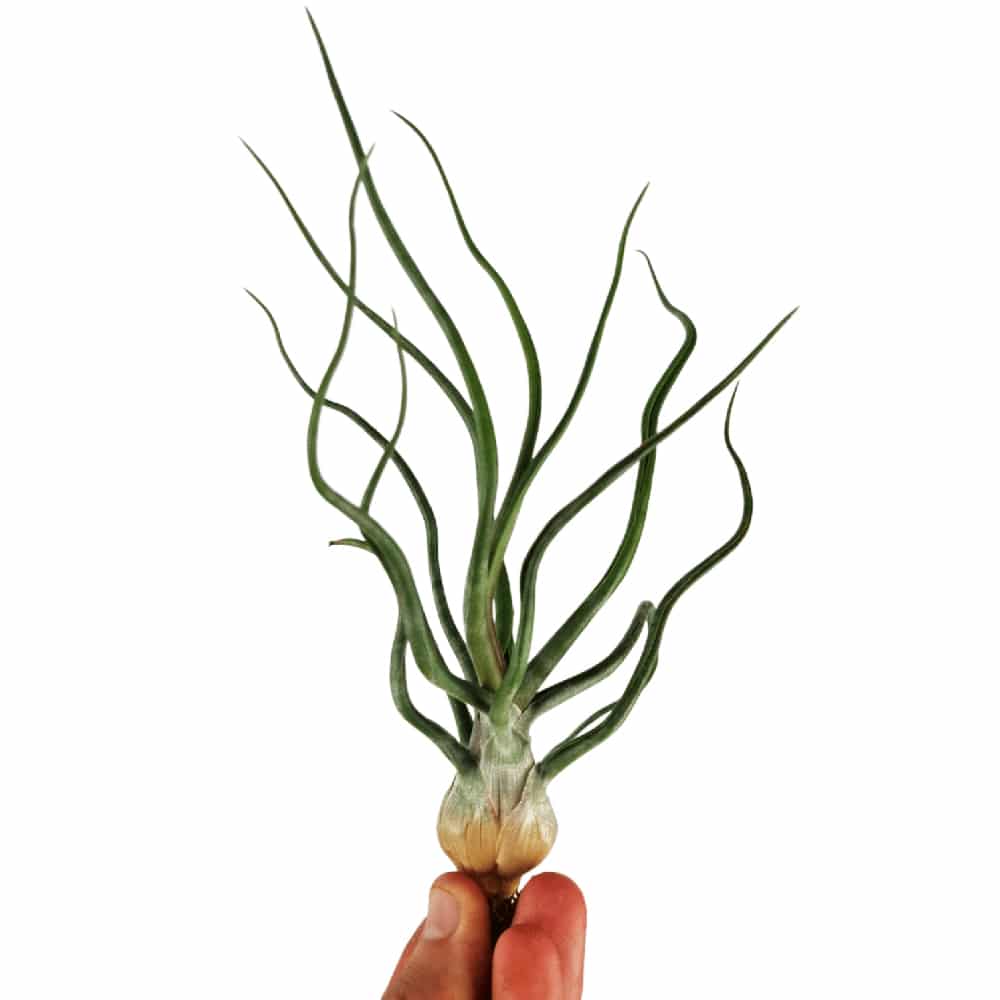 Tillandsia bulbosa με σπειροειδή φύλλα