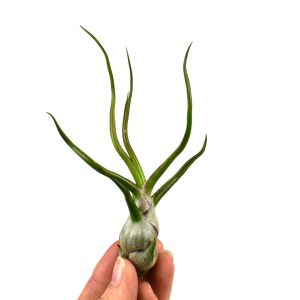 Αερόφυτο Tillandsia Bulbosa- Medium