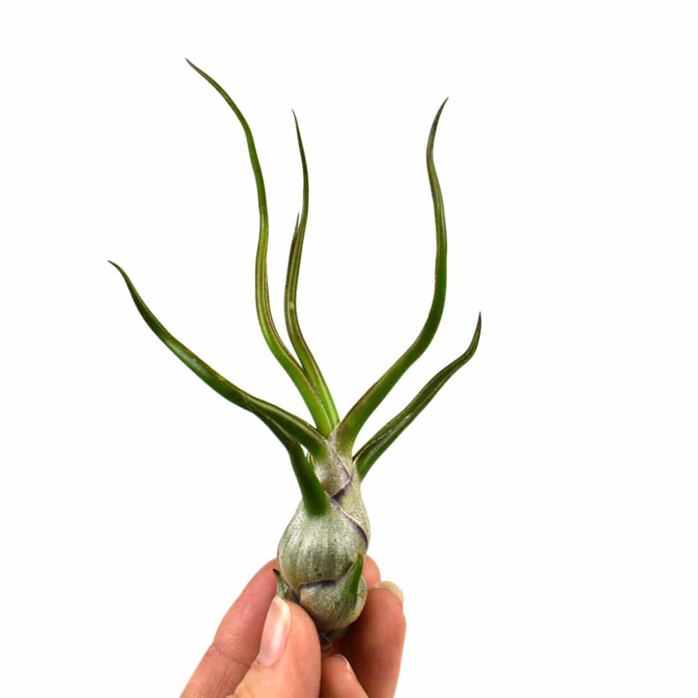 Αερόφυτο Tillandsia bulbosa medium