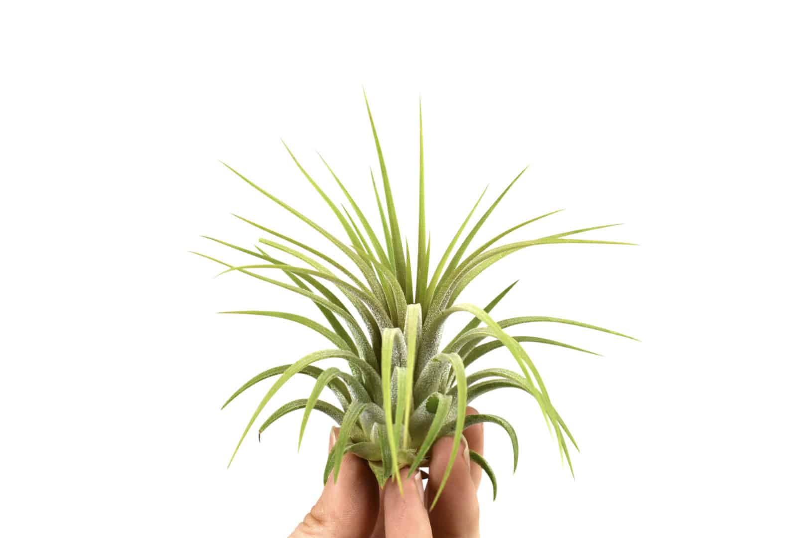 Αερόφυτο Tillandsia ionantha rubra medium