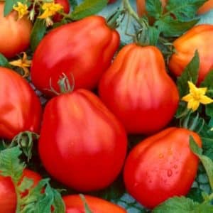 Ντομάτες Red Pear σε σχήμα αχλαδιού στο φυτό