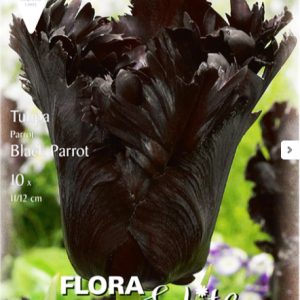 Τουλίπα Μαύρη  Black Parrot - 7 Βολβοί