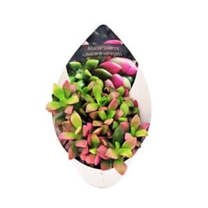 Παχύφυτο Variegata με ροζ-πράσινα φύλλα σε γλαστράκι