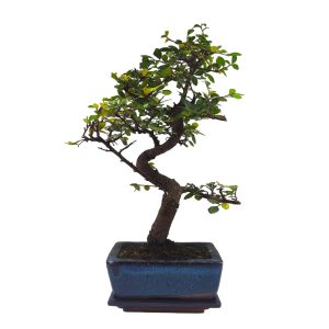 Αυθεντικό Μπονσάι Zelkova