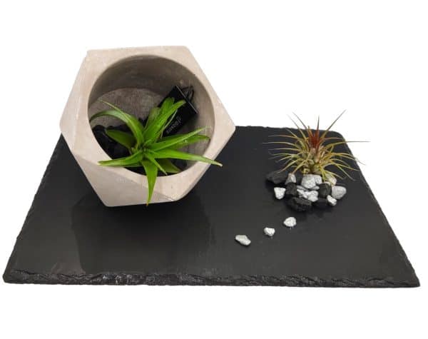Air plants on a slate base with a hexagonal planter