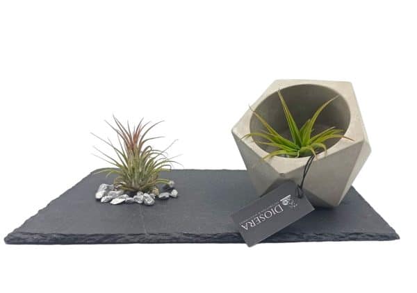 Air plant arrangement on a grey stone base with a planter