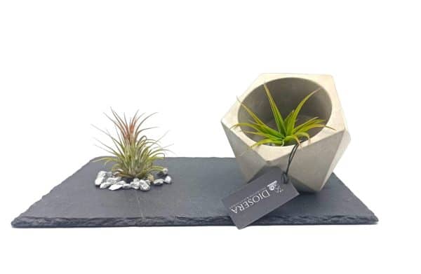 Air plant arrangement on a stone base, side view
