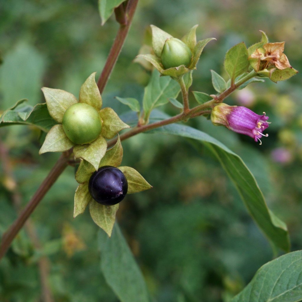 Belladona "Wolfkers Atropa belladonna” - 1γρ σπόροι