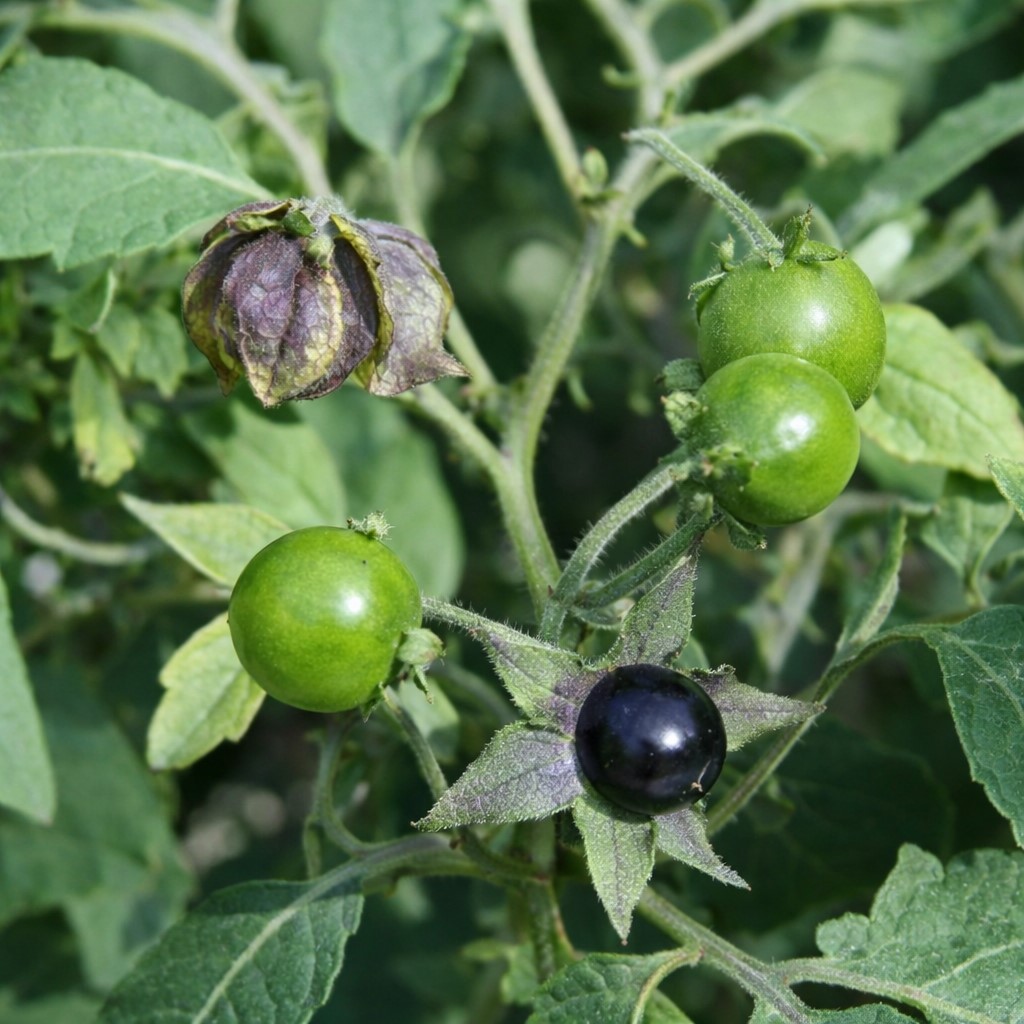 Belladona "Wolfkers Atropa belladonna” - 1γρ σπόροι - Image 2