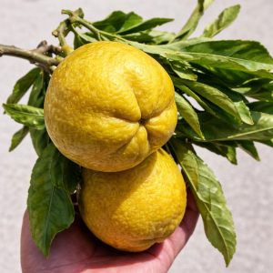 White Sapote