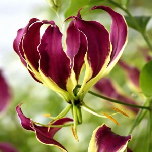 Gloriosa  "Carsonii" - 25 σπόροι