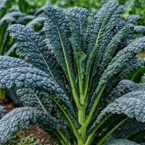 Λαχανίδα - Kale "Nero di Toscana" σπόροι - 2γρ