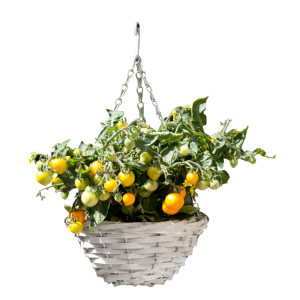 kalathi-tomatas.