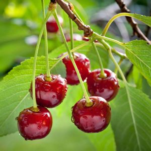Prunus avium
