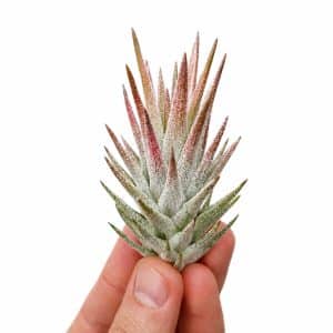 Αερόφυτο Tillandsia Vanhyningii Ροζ