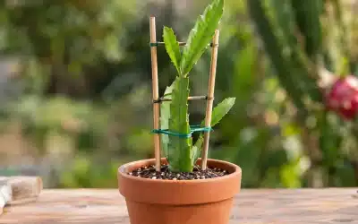 Dragon fruit: οδηγός καλλιέργειας από σπόρο σε γλάστρα