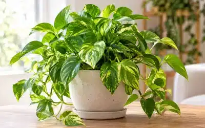 Pothos: Care, Watering and the Right Spot for Lush Foliage