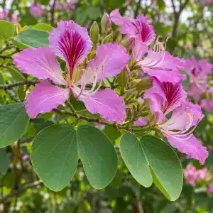 Orchid tree Bauhinia variegata — illustrative image of the plant