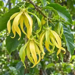 Ylang-ylang Cananga odorata — illustrative image of the plant