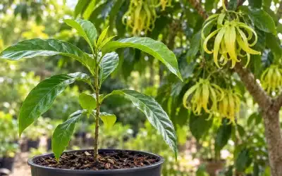 Ylang-Ylang from Seed: Germinating Cananga odorata